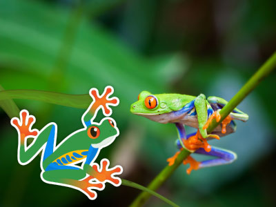 Tree frog and froggy sticker