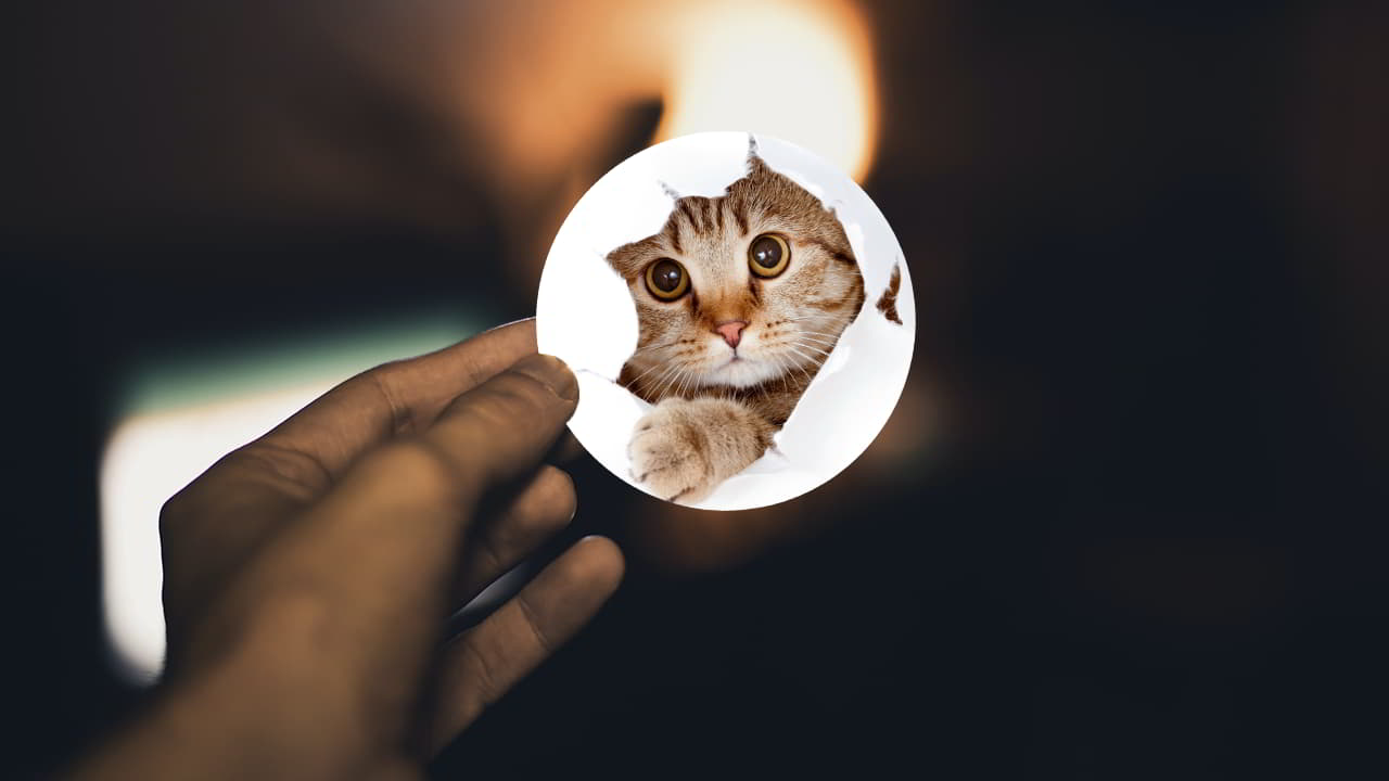hand holding circle sticker with cat on it